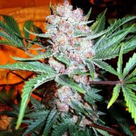 Bubblicious