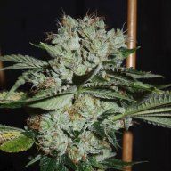 White Fire 43