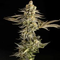 Crown OG