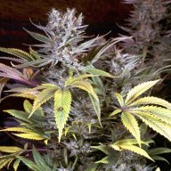 Cannasutra