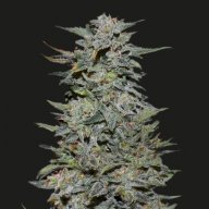 Boy Scout Cookies