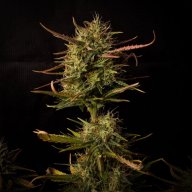 Haze Berry