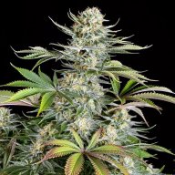 Blue Thai