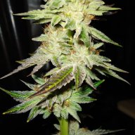 Pure Kush