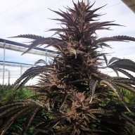 Cherry Skunk