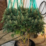 Blue Frost