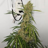 Blueberry Blast