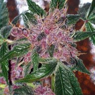 Cherries Jubilee