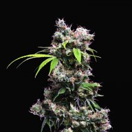 Golden Pineapple