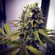 Gandalf OG