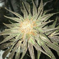 Glass Slipper