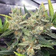 Blue Dynamite