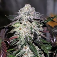 Sour Bubble