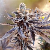 Death By Cake OG