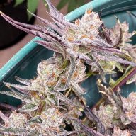 Cherry Cookies