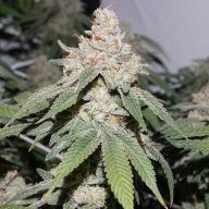 Crockett's Haze