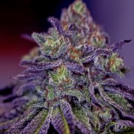 Blue Rhino