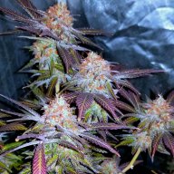 Diesel Glue