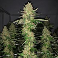 Colorado Chem