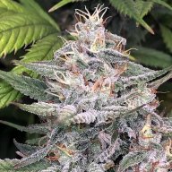 Deep Cheese