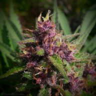 Cherry Durban Poison