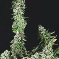 Double OG