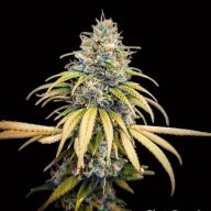 Dream Berry