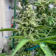 Fruity Chronic Juice