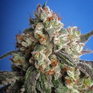 Burmese Kush