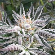 Cherry Pie Kush