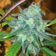 Chem Jack