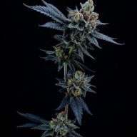 Cherry Cream Pie
