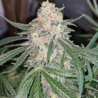 Chocolate Skunk