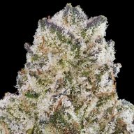 Kashmir Kush