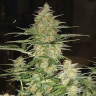 60 Day Wonder