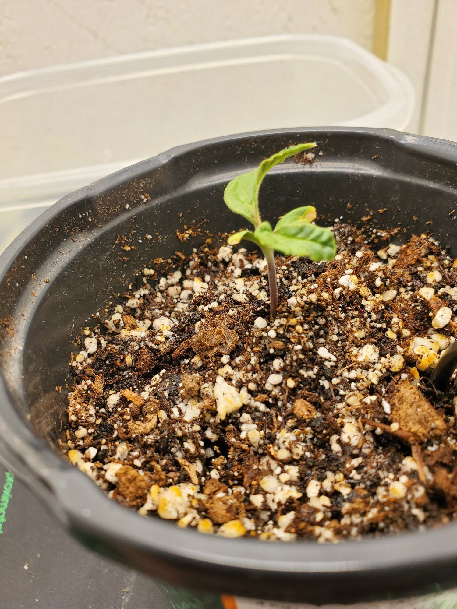 first-grow-curled-seedling.jpg