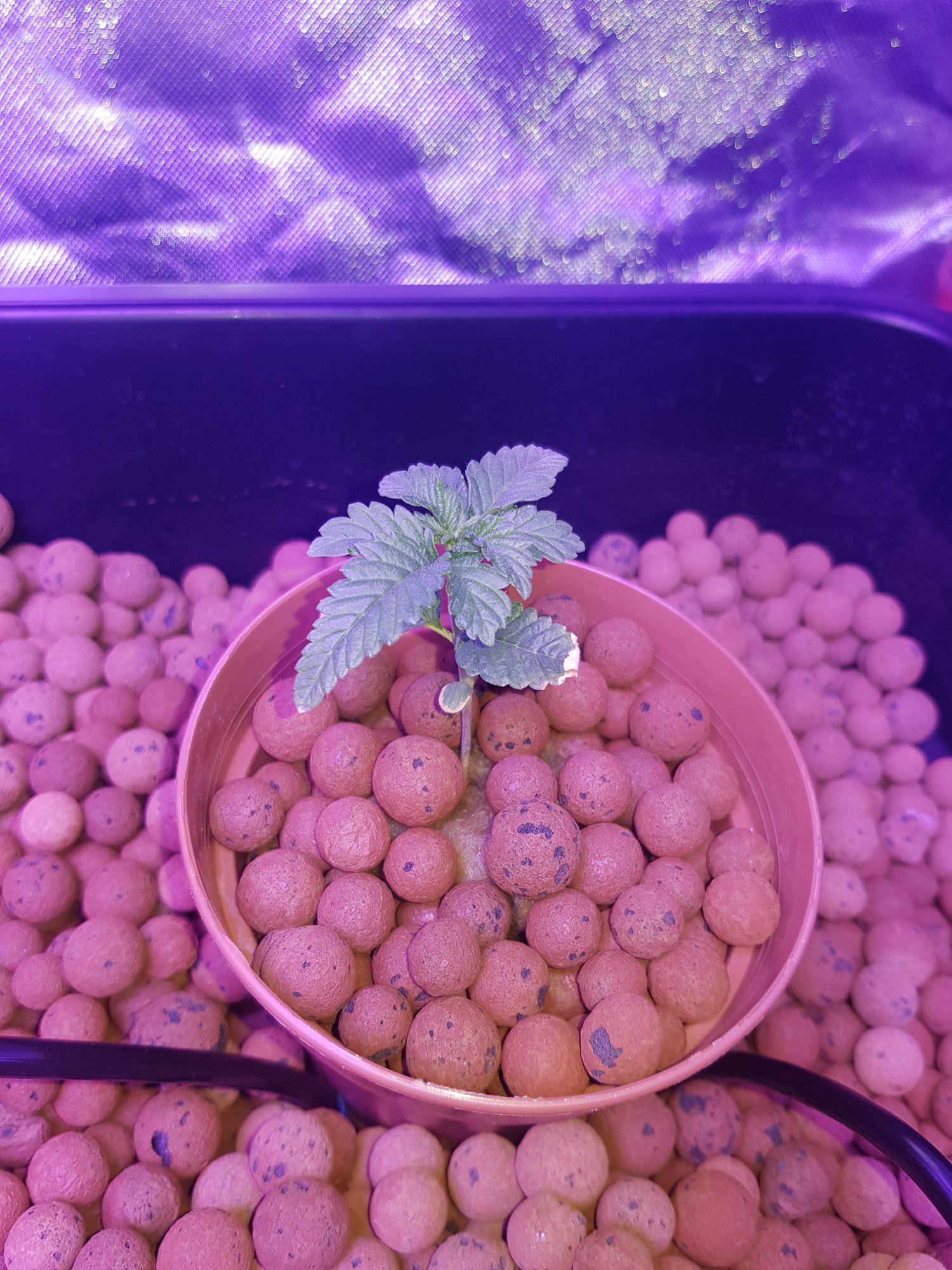 first-time-hydro-already-lost-one-seedling-need-help-asap.jpg
