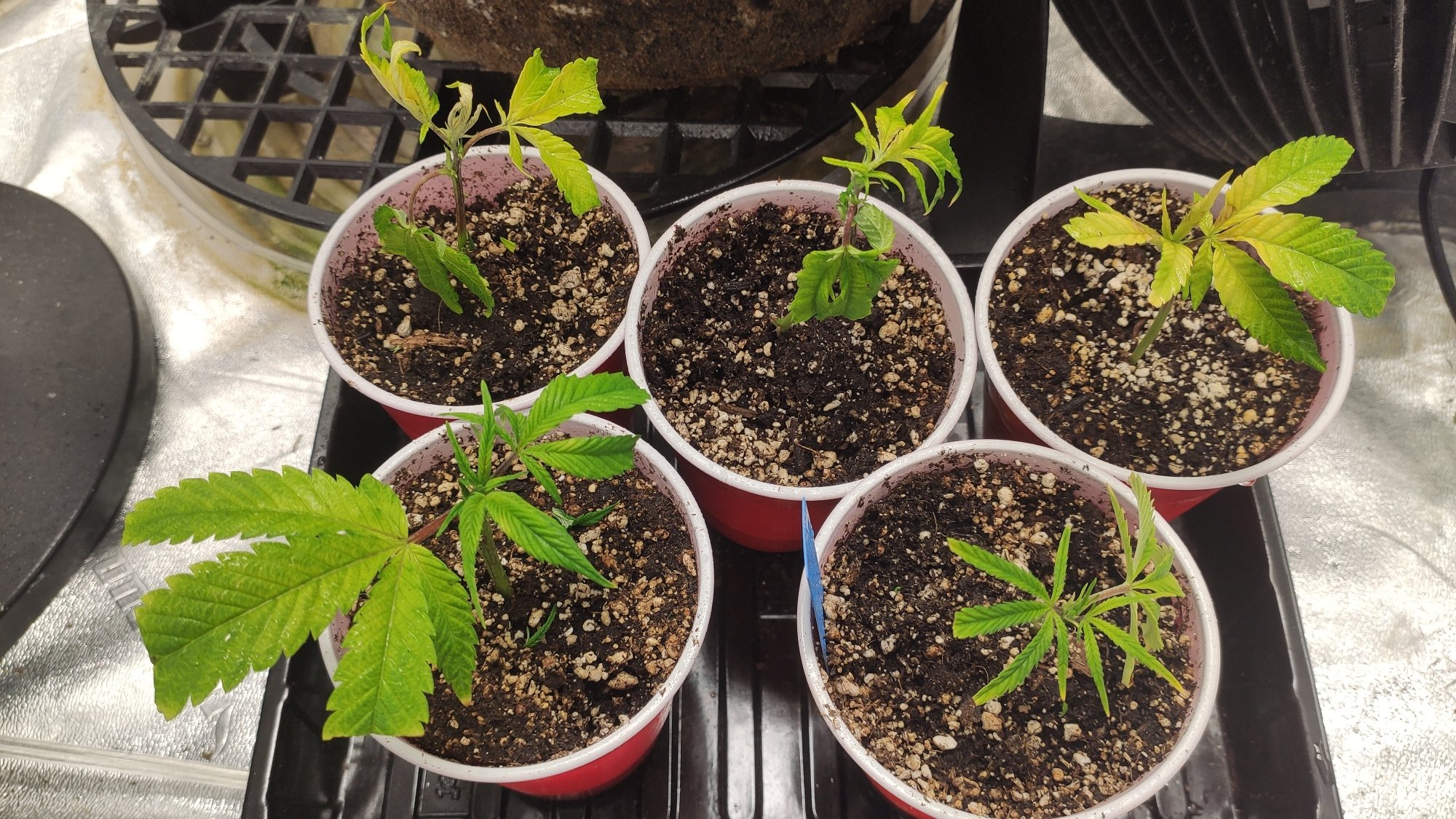 first-time-with-clones-very-droopy-after-transplanting.jpg