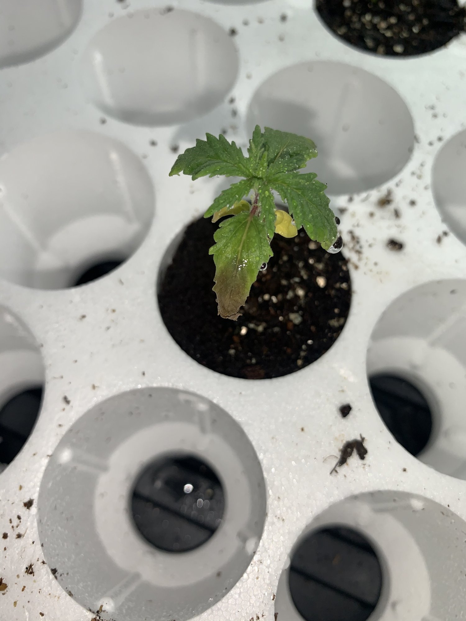 my-seedling-has-a-dark-spot-on-a-leaf.jpeg