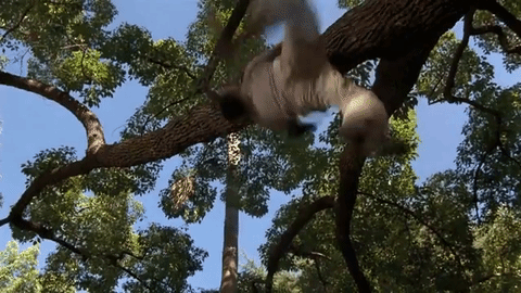 giphy.gif