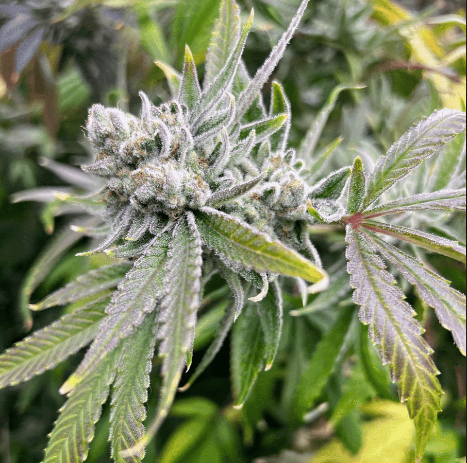 dirtybirdgenetics.com
