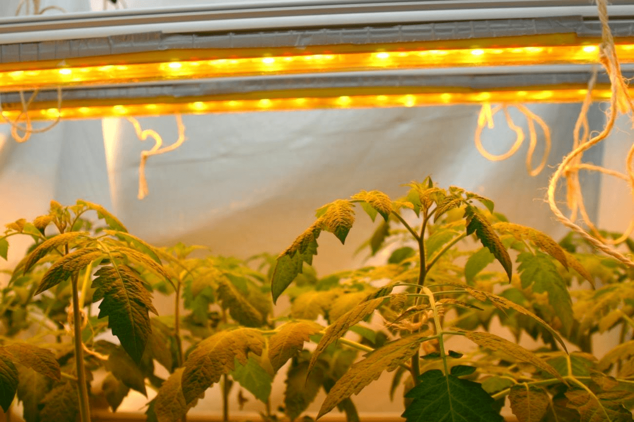 thegreensunshineco.com