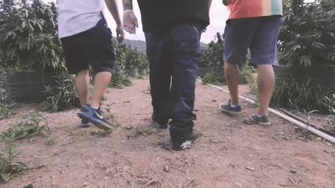 giphy.gif