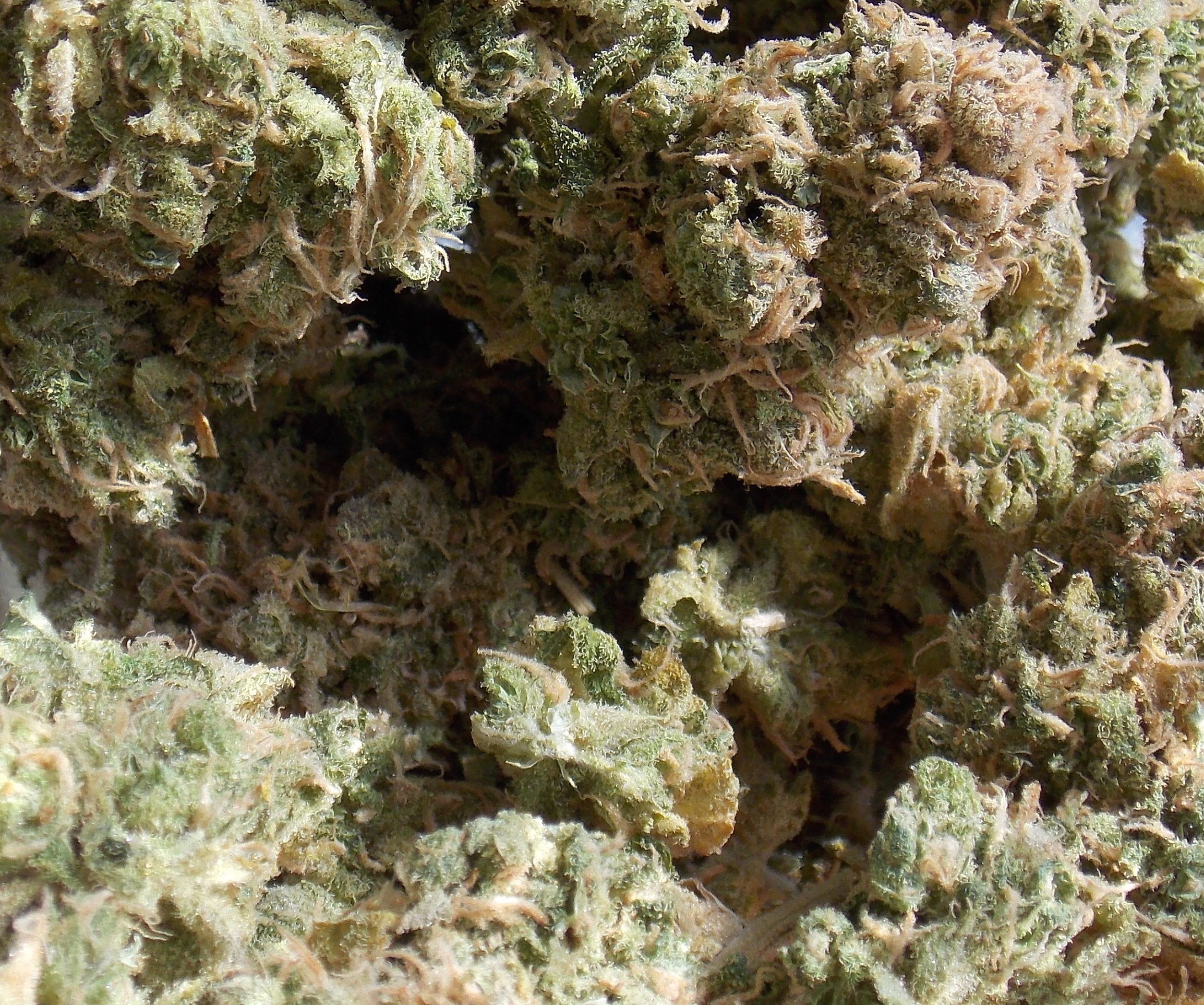 jar-in-sunlight-twista.jpg