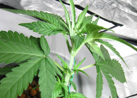 topping-a-cannabis-plant.gif