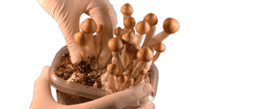 www.magic-mushrooms-shop.com