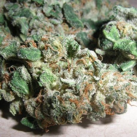 www.masterofseeds.com