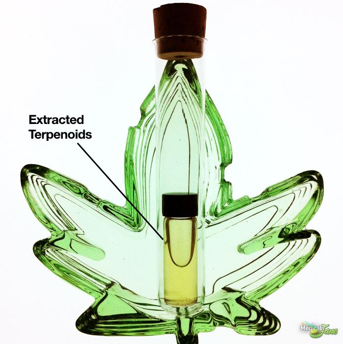 extractedterps1.jpg