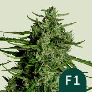 www.royalqueenseeds.com