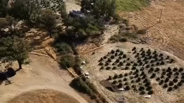 giphy.gif